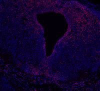 Embryonic mouse midbrain E14.5 stained for DAPI, EDU